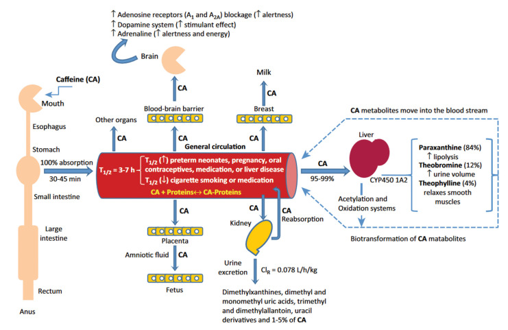 Caffeine and Vision: Effects on the Eye.