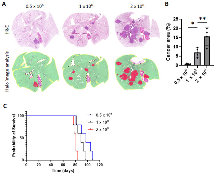 Tumor immunogenicity regulates host immune responses, and conventional dendritic cell type 2 uptakes the majority of tumor antigens in an orthotopic lung cancer model.
