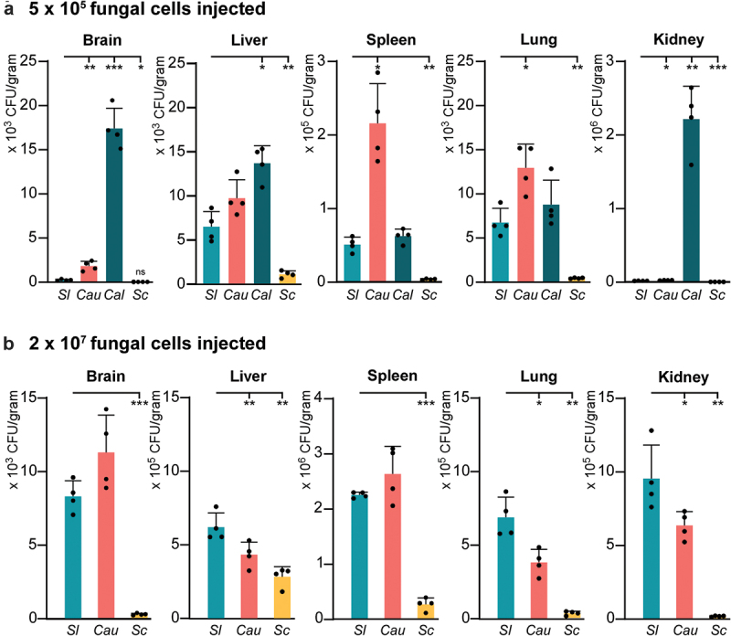 First case of fungemia caused by a rare and pan-echinocandin resistant yeast <i>Sporopachydermia lactativora</i> in China.