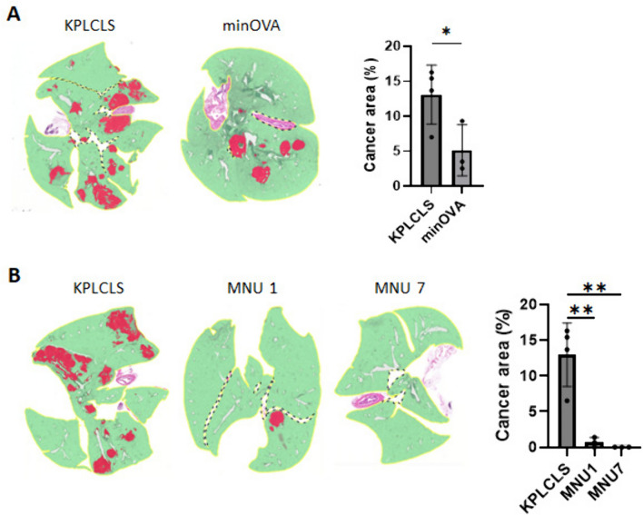 Tumor immunogenicity regulates host immune responses, and conventional dendritic cell type 2 uptakes the majority of tumor antigens in an orthotopic lung cancer model.