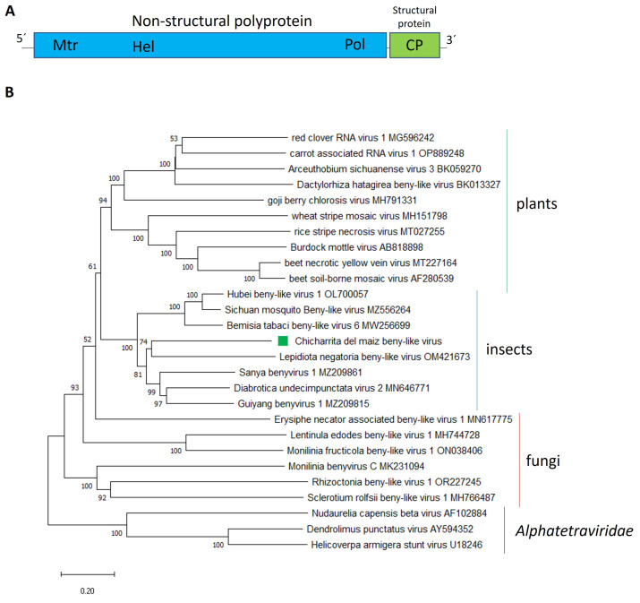 Insights into the RNA Virome of the Corn Leafhopper <i>Dalbulus maidis</i>, a Major Emergent Threat of Maize in Latin America.