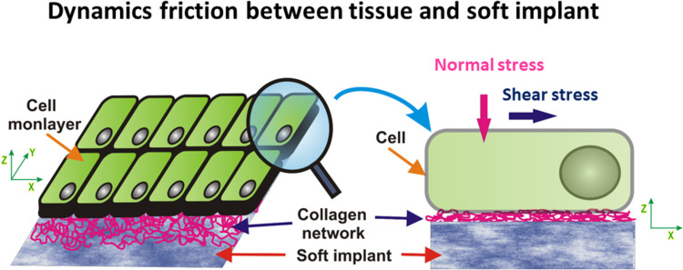 Friction in soft biological systems and surface self-organization: the role of viscoelasticity.