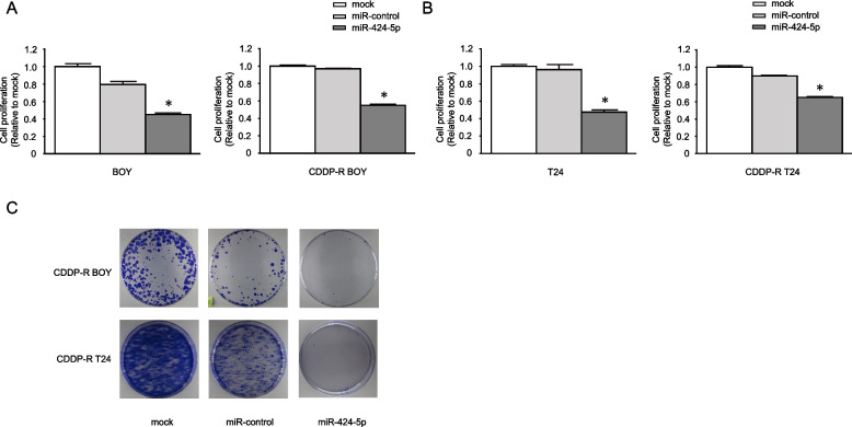 Development of a novel treatment based on PKMYT1 inhibition for cisplatin-resistant bladder cancer with miR-424-5p-dependent cyclin E1 amplification.