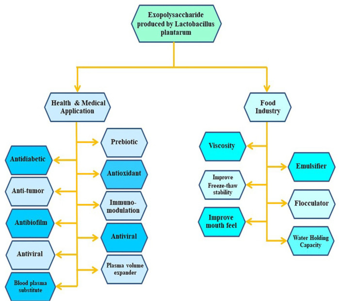 The Benefits and Applications of <i>Lactobacillus plantarum</i> in Food and Health: A Narrative Review.