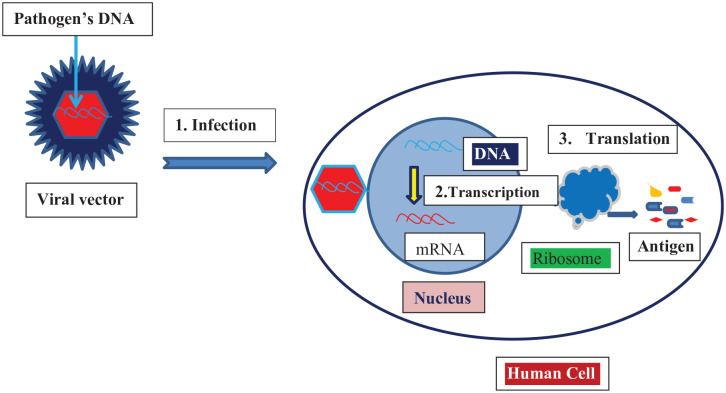 Vaccine skepticism and vaccine development stages; inoculation from "cowpox" lesion to the current mRNA vaccine of COVID-19: review.