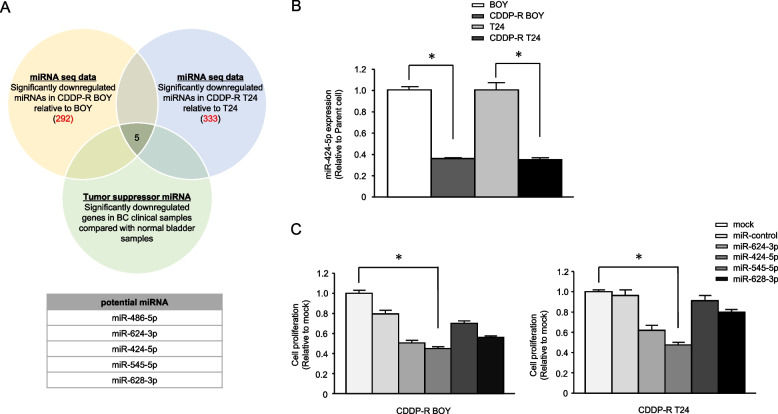 Development of a novel treatment based on PKMYT1 inhibition for cisplatin-resistant bladder cancer with miR-424-5p-dependent cyclin E1 amplification.