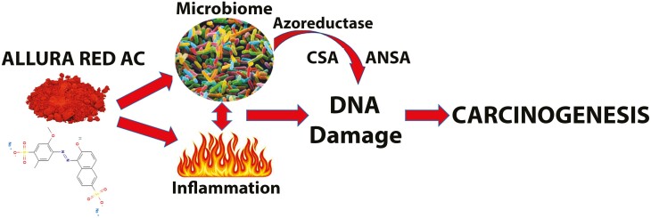Allura Red AC is a xenobiotic. Is it also a carcinogen?