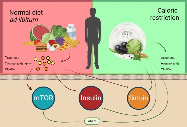 Clinical Insights on Caloric Restriction Mimetics for Mitigating Brain Aging and Related Neurodegeneration.