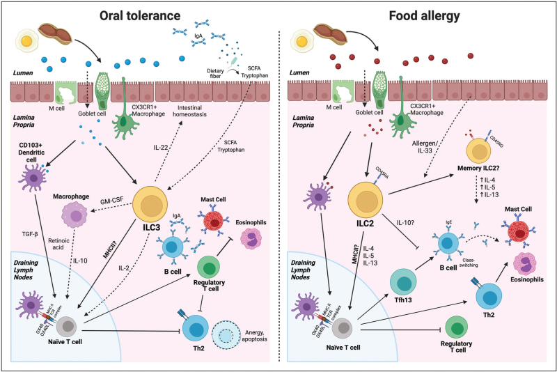 Innate lymphoid cells in immunoglobulin E-mediated food allergy.