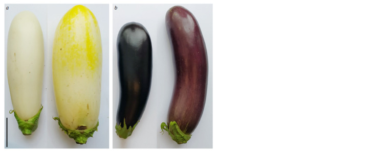Metabolite concentrations and the expression profiles of the corresponding metabolic pathway genes in eggplant (Solanum melongena L.) fruits of contrasting colors.