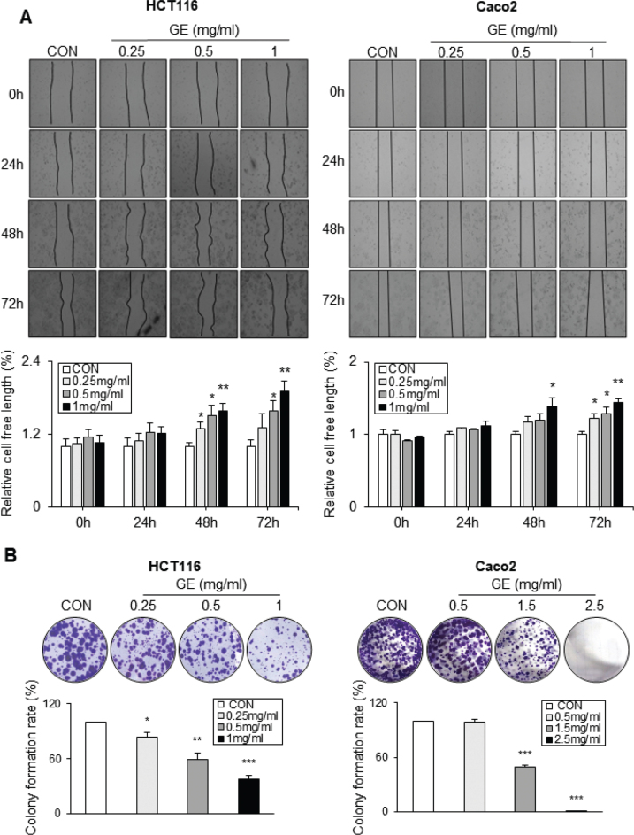 <i>Gochujang</i> suppresses cell survival and changes reactive oxygen species metabolism in colorectal cancer cells.