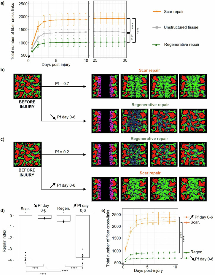 A computational model reveals an early transient decrease in fiber cross-linking that unlocks adult regeneration.