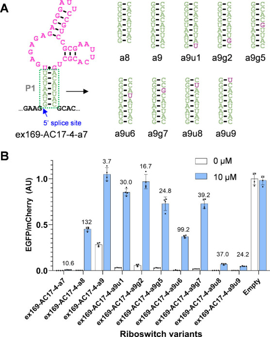 Optimization of Exon-Skipping Riboswitches and Their Applications to Control Mammalian Cell Fate.