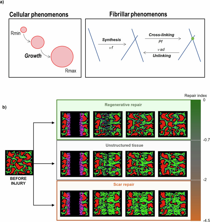 A computational model reveals an early transient decrease in fiber cross-linking that unlocks adult regeneration.