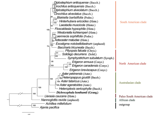 Phylogenomic Analysis of Dichrocephala benthamii and Comparative Analysis within Tribe Astereae (Asteraceae).