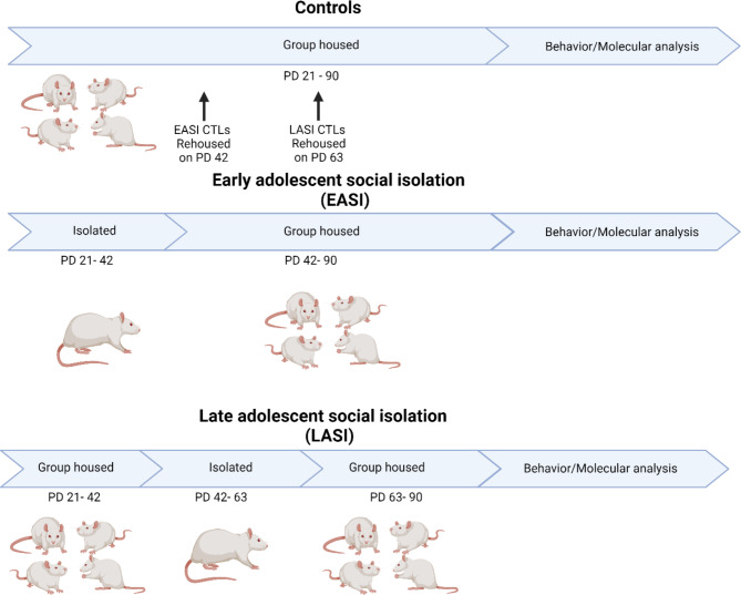 Isolated during adolescence: long-term impact on social behavior, pain sensitivity, and the oxytocin system in male and female rats.