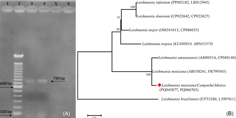 First case of urban leishmaniasis in the Campeche State, Mexico.