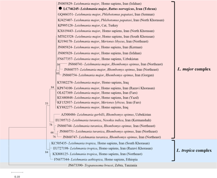 Molecular Tracking of <i>Leishmania major</i> in an Archived <i>Rattus norvegicus</i> Spleen Sample in Iran: A Case Report.
