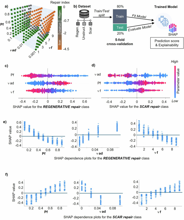 A computational model reveals an early transient decrease in fiber cross-linking that unlocks adult regeneration.