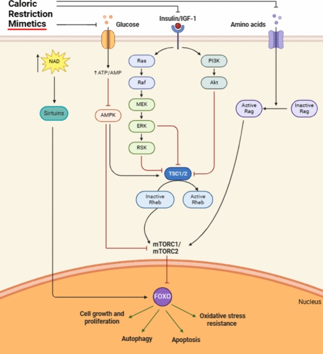 Clinical Insights on Caloric Restriction Mimetics for Mitigating Brain Aging and Related Neurodegeneration.