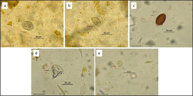 Gastrointestinal parasites in free grazing goats from Ayacucho, Peru: prevalence and risk factors associated with infection in herds.