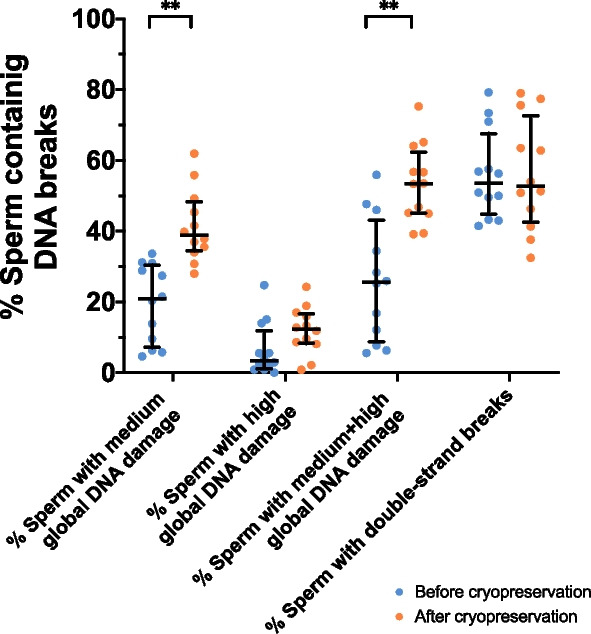 Cryopreservation of bovine sperm causes single-strand DNA breaks that are localized in the toroidal regions of chromatin.