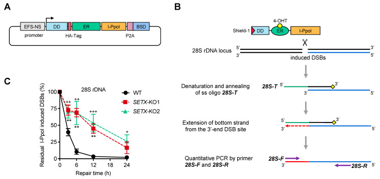 Senataxin Attenuates DNA Damage Response Activation and Suppresses Senescence.