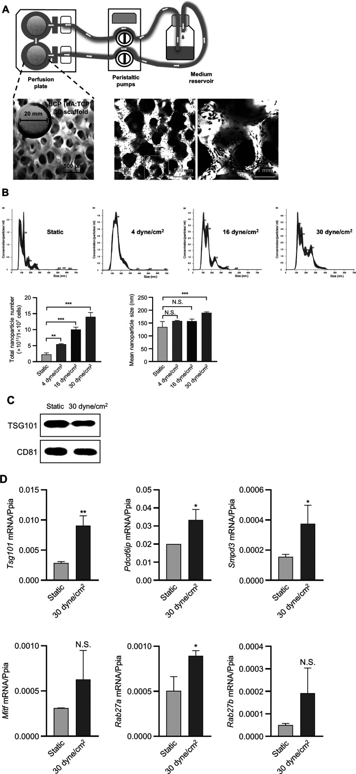 Ank-mediated pyrophosphate regulates shear stress-induced small extracellular vesicle production in 3D-cultured osteocytes.