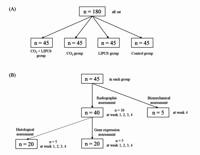 Transcutaneous CO<sub>2</sub> application combined with low-intensity pulsed ultrasound accelerates bone fracture healing in rats.