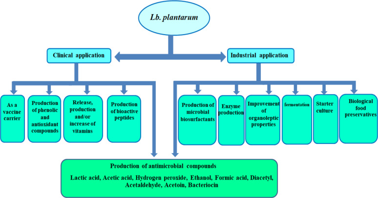 The Benefits and Applications of <i>Lactobacillus plantarum</i> in Food and Health: A Narrative Review.