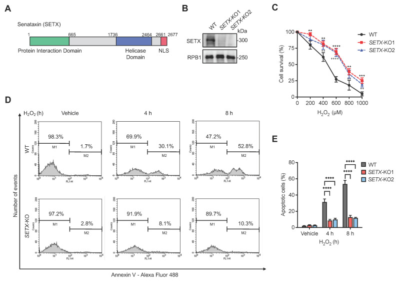 Senataxin Attenuates DNA Damage Response Activation and Suppresses Senescence.