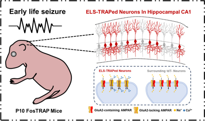 "Catch me if you can" - locating the "Black Sheep" neurons after early-life seizures.