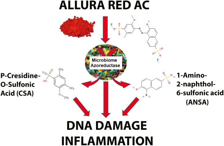 Allura Red AC is a xenobiotic. Is it also a carcinogen?