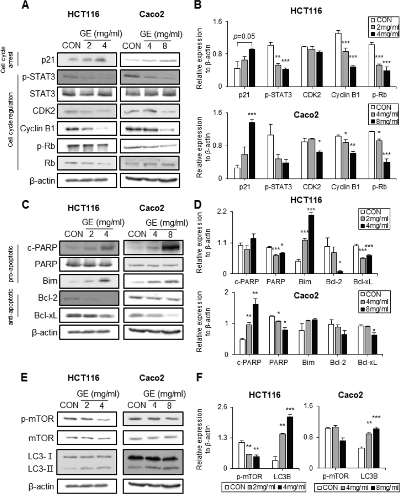 <i>Gochujang</i> suppresses cell survival and changes reactive oxygen species metabolism in colorectal cancer cells.