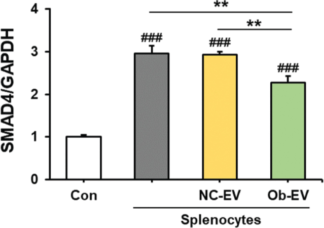 Adipose tissue-derived extracellular vesicles from obese mice suppressed splenocyte-mediated pancreatic cancer cell death.