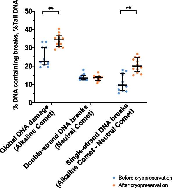 Cryopreservation of bovine sperm causes single-strand DNA breaks that are localized in the toroidal regions of chromatin.