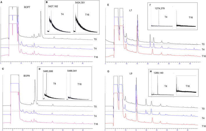 Branched oncolytic peptides target HSPGs, inhibit metastasis, and trigger the release of molecular determinants of immunogenic cell death in pancreatic cancer.
