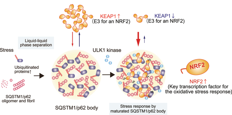 A redox-independent stress response mediated by phase-separated SQSTM1/p62.