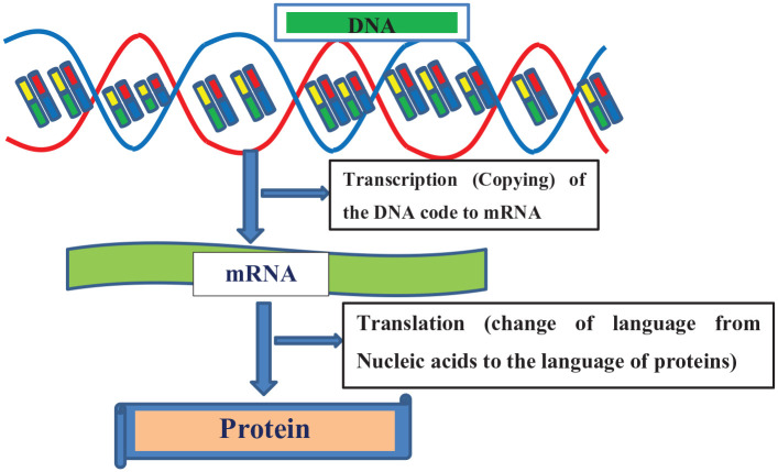 Vaccine skepticism and vaccine development stages; inoculation from "cowpox" lesion to the current mRNA vaccine of COVID-19: review.
