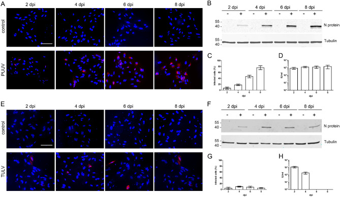 Replication kinetics of pathogenic Eurasian orthohantaviruses in human mesangial cells.