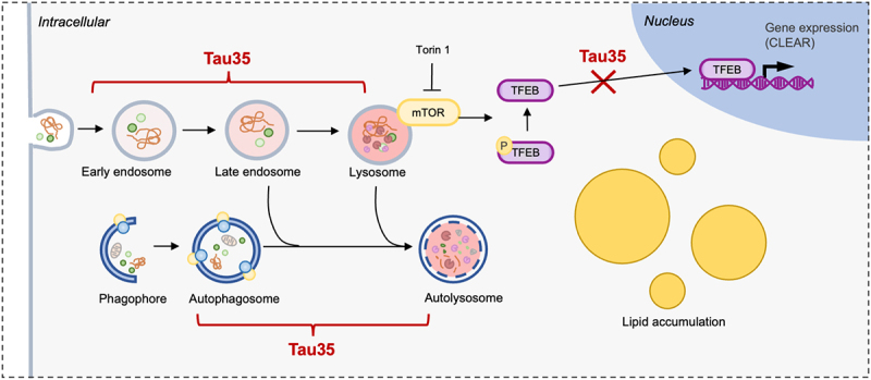 Truncated tau disrupts autophagy and endolysosomal systems.