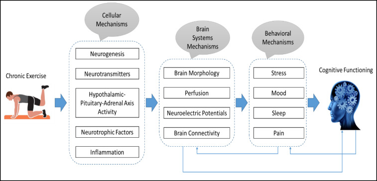 The Impact of Chronic Exercise on Cognitive Function: An Overview of Reviews.