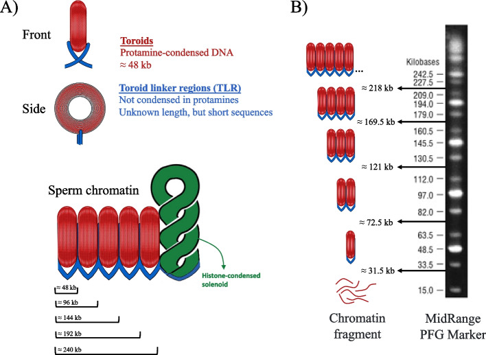 Cryopreservation of bovine sperm causes single-strand DNA breaks that are localized in the toroidal regions of chromatin.