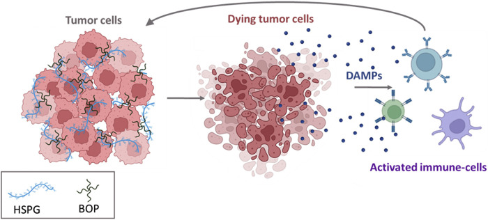 Branched oncolytic peptides target HSPGs, inhibit metastasis, and trigger the release of molecular determinants of immunogenic cell death in pancreatic cancer.