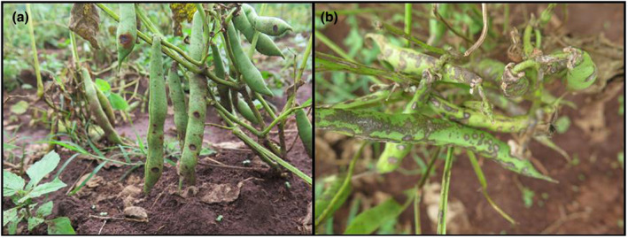 Prevalence of bean scab caused by <i>Elsinoë phaseoli</i> and challenges associated with bean cultivation in Kenya.