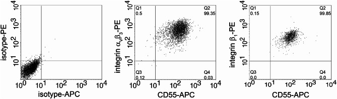 Replication kinetics of pathogenic Eurasian orthohantaviruses in human mesangial cells.
