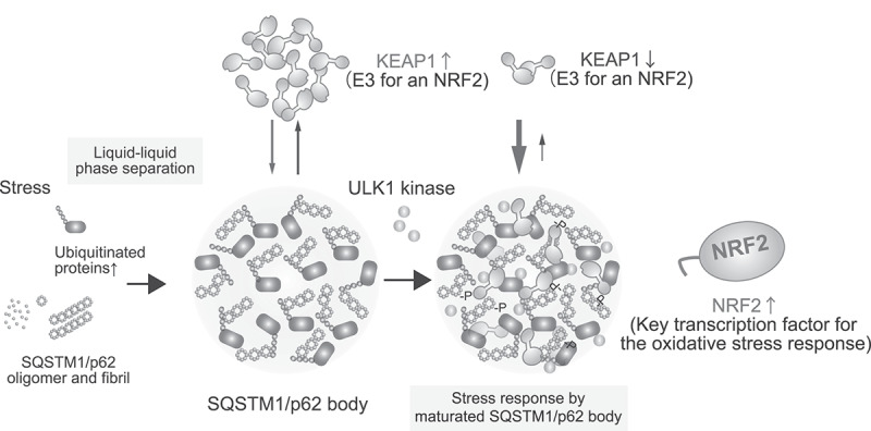 A redox-independent stress response mediated by phase-separated SQSTM1/p62.