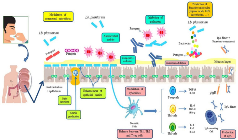The Benefits and Applications of <i>Lactobacillus plantarum</i> in Food and Health: A Narrative Review.