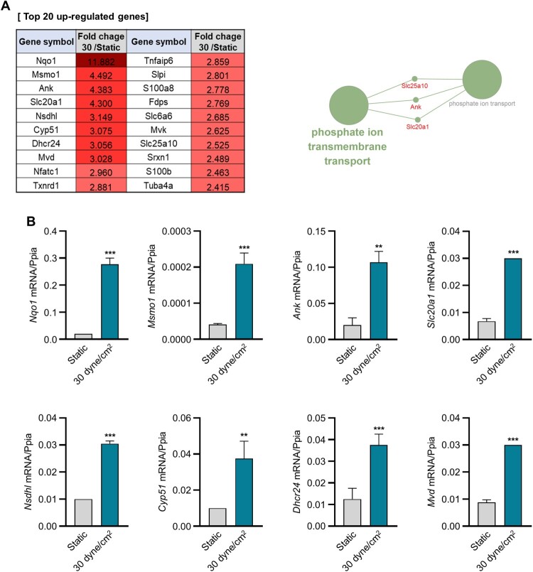 Ank-mediated pyrophosphate regulates shear stress-induced small extracellular vesicle production in 3D-cultured osteocytes.