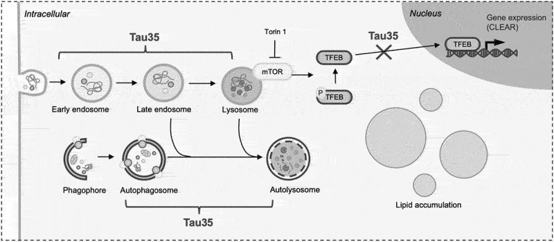 Truncated tau disrupts autophagy and endolysosomal systems.